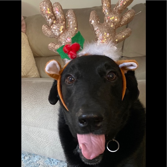 Items: steam cleaned, new and like new condition . - Picture 6 of 6